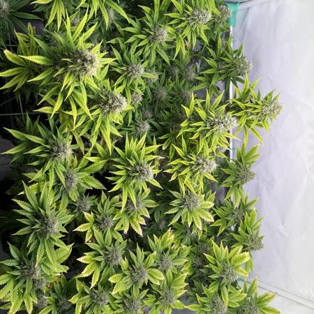 Skunk XL + Special Kush