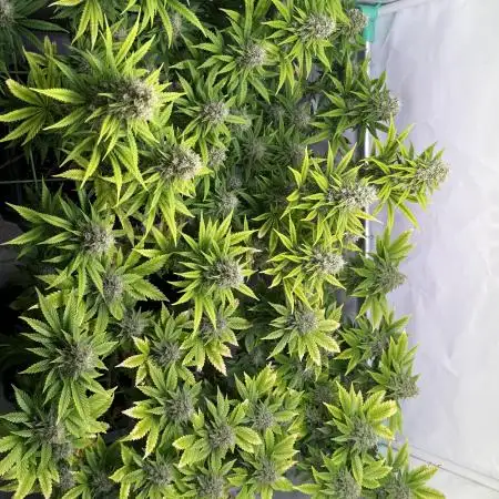Skunk XL + Special Kush