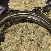10 strains in a 2x4