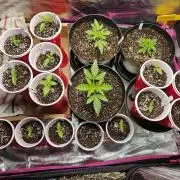 3* strains in a 4x2 (+ some roommates)