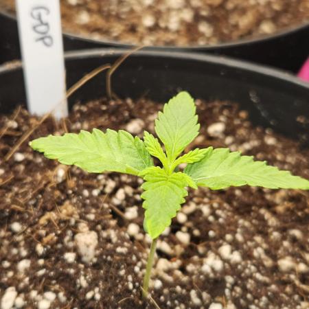 3* strains in a 4x2 (+ some roommates)