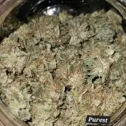 10 strains in a 2x4