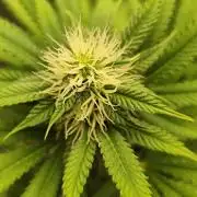 Growboys Diary Nr 1.