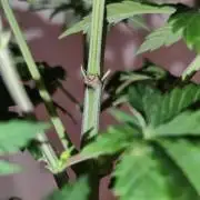 Growboys Diary Nr 2.