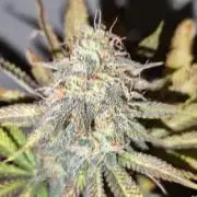 Growboys Diary Nr 1.