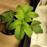 Growboys Diary Nr 2.