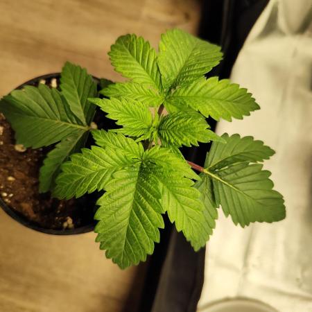 Growboys Diary Nr 2.