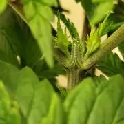 Growboys Diary Nr 2.