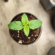 Growboys Diary Nr 2.