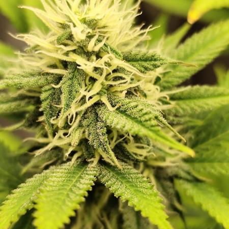 Growboys Diary Nr 1.