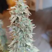 Growboys Diary Nr 1.