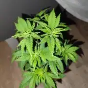 Growboys Diary Nr 2.