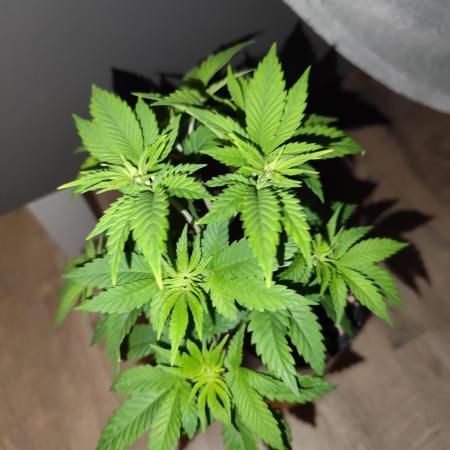 Growboys Diary Nr 2.