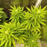 Growboys Diary Nr 1.