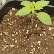 Growboys Diary Nr. 3