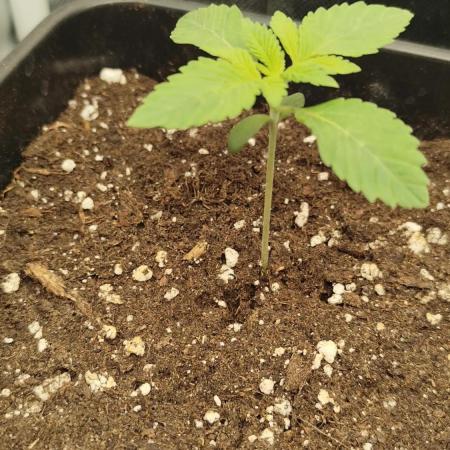 Growboys Diary Nr. 3