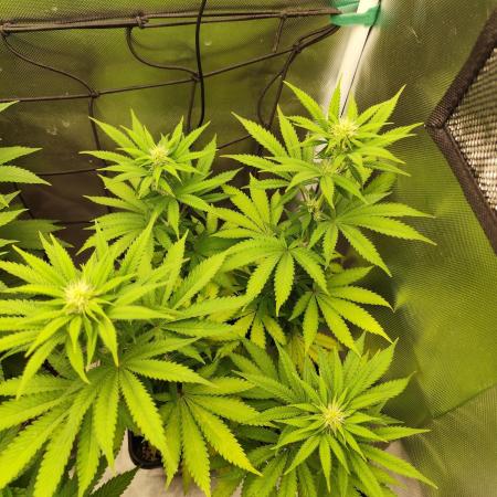 Growboys Diary Nr 1.