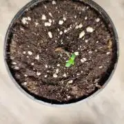 Growboys Diary Nr 2.