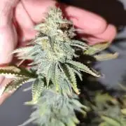 Growboys Diary Nr 1.