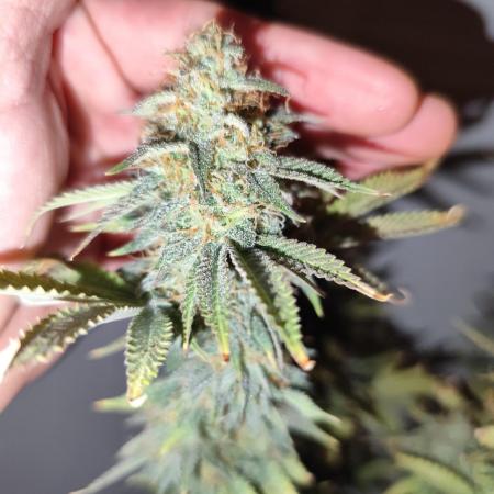 Growboys Diary Nr 1.