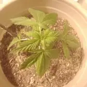 Red Kross IV Autoflower