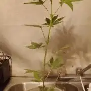 Red Kross IV Autoflower
