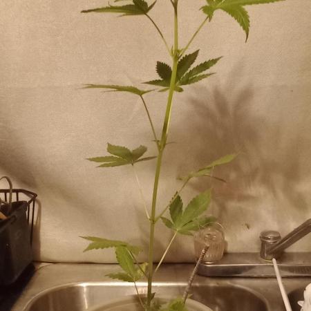 Red Kross IV Autoflower