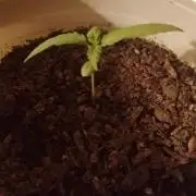 Red Kross IV Autoflower