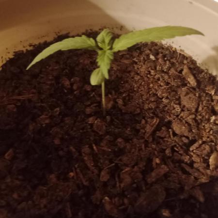 Red Kross IV Autoflower