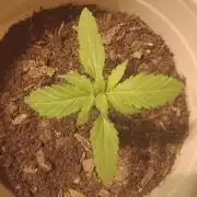 Red Kross IV Autoflower