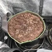 Mimosa Cake Auto Scrog Grow