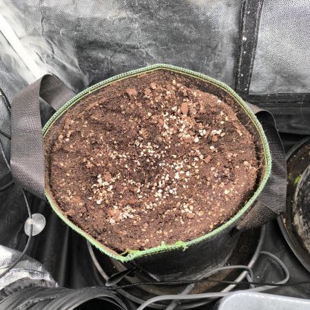 Mimosa Cake Auto Scrog Grow