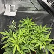 LSD Zamnesia Organic Grow