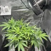 LSD Zamnesia Organic Grow