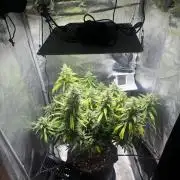 LSD Zamnesia Organic Grow