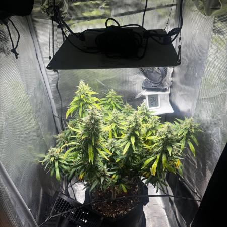 LSD Zamnesia Organic Grow
