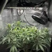 LSD Zamnesia Organic Grow