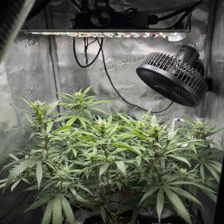 LSD Zamnesia Organic Grow