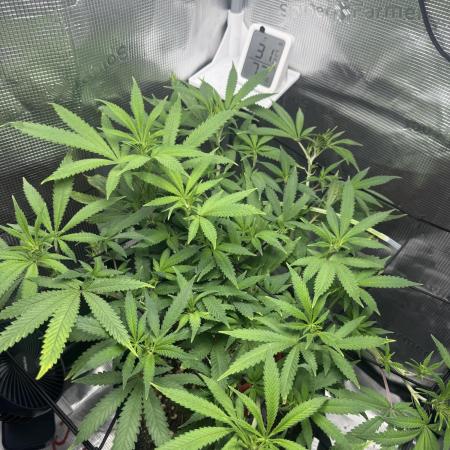 LSD Zamnesia Organic Grow