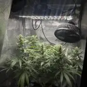 LSD Zamnesia Organic Grow