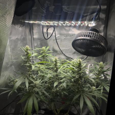 LSD Zamnesia Organic Grow