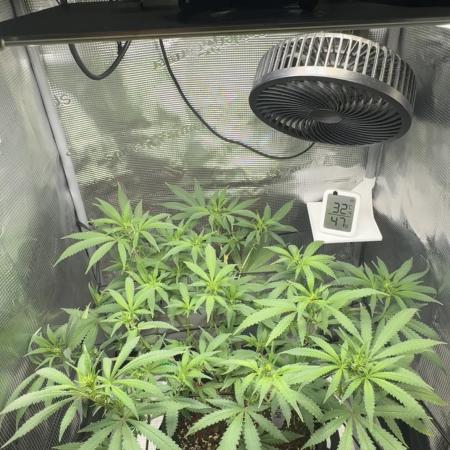 LSD Zamnesia Organic Grow