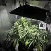 LSD Zamnesia Organic Grow