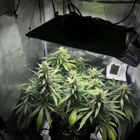 LSD Zamnesia Organic Grow