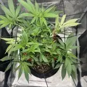 LSD Zamnesia Organic Grow