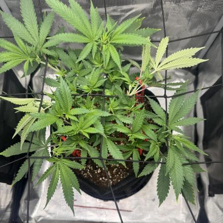 LSD Zamnesia Organic Grow