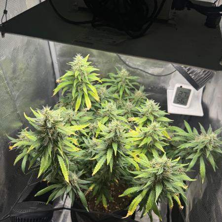 LSD Zamnesia Organic Grow