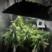 LSD Zamnesia Organic Grow