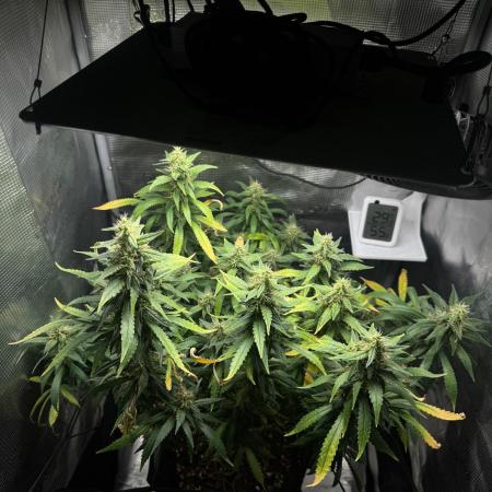 LSD Zamnesia Organic Grow