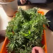 LSD Zamnesia Organic Grow